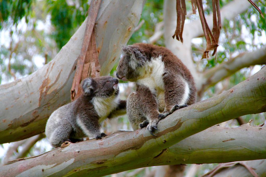 Bimbi Park - Camping Under Koalas เคป ออตเวย์ ภายนอก รูปภาพ