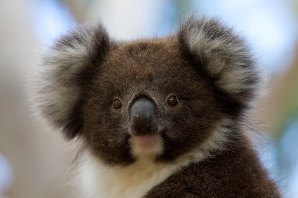 Bimbi Park - Camping Under Koalas เคป ออตเวย์ ภายนอก รูปภาพ